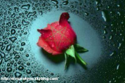 rose